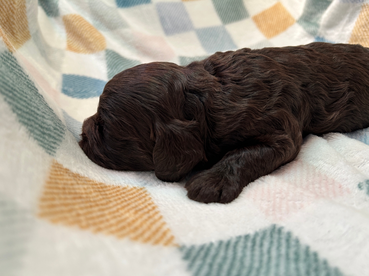 Male Cockapoo Puppy for Sale DOB 3-1-2025 $950